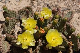 Prickly pear [fri may 27 11:42:53 mdt 2022]